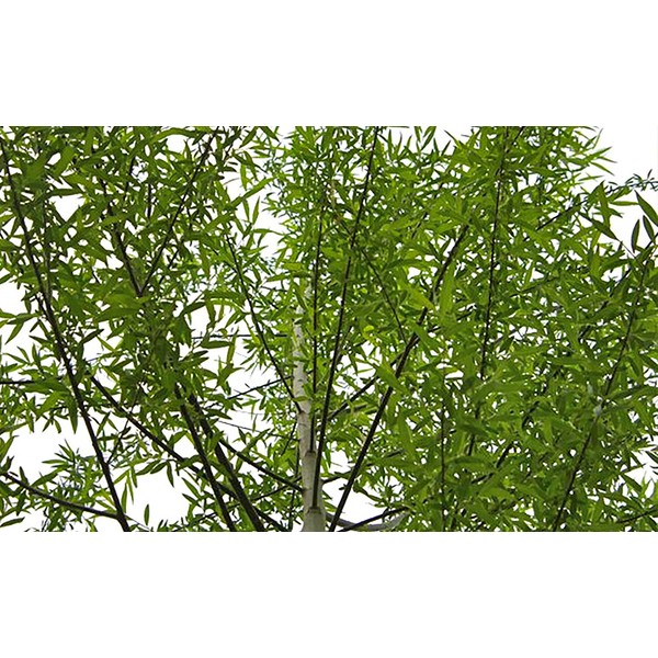 50 Austree Hybrid Willows Easy Fast Growing!! Shade Privacy Wind Block