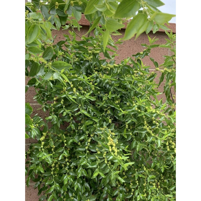 Jujube 4pcs Jujube Tree Cuttings