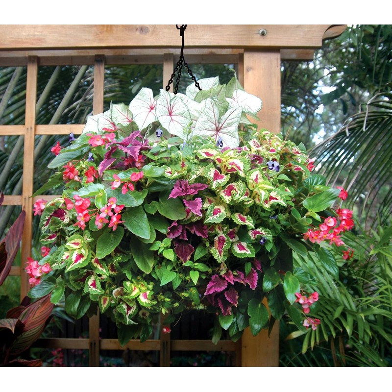 Kinsman 16 Inch Double Row Side Planting Hanging Basket with