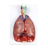 Jackson Global JS00091 Human Respiratory System | Life Size |