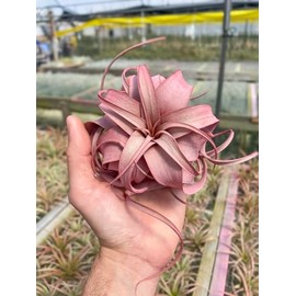 Air Plant Tillandsia Xerographica Red Infused 5" Wide by Garden in the City/Ships from California/Greenhouse Grown