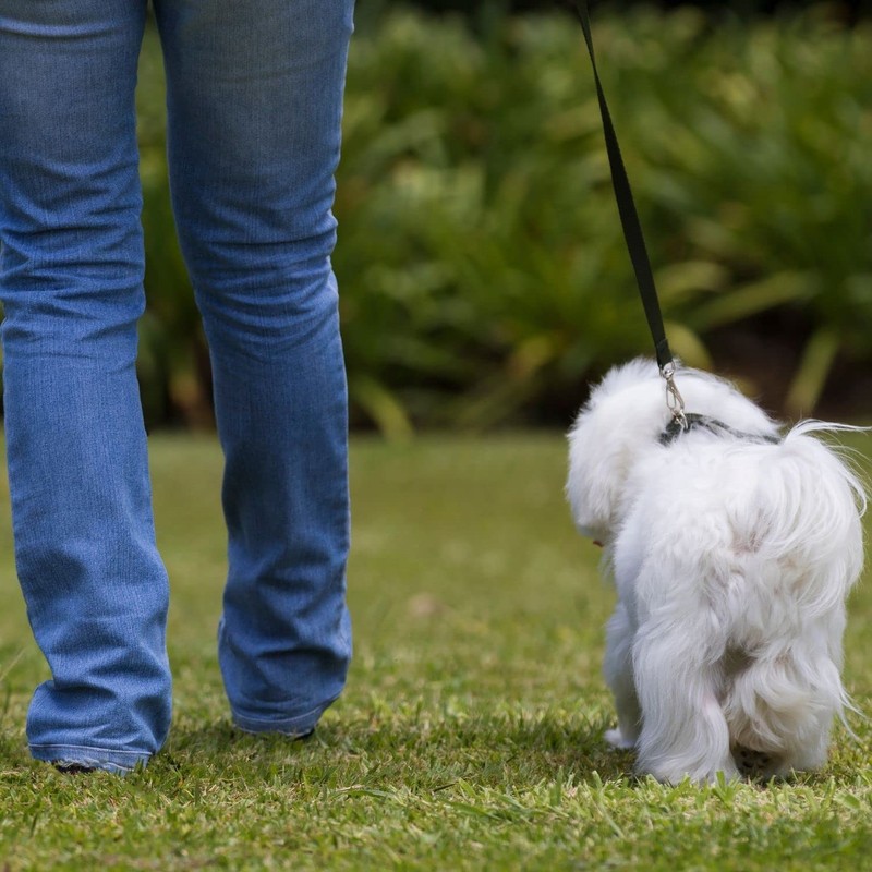 Consentida Small Animal Harnesses Nylon Harnesses