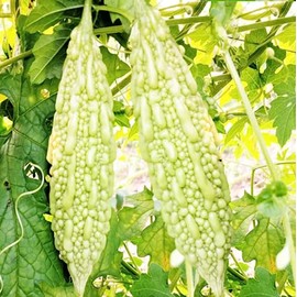 CHUXAY GARDEN White Bitter Gourd Seed 20 Seeds Rare Color Melon Plant Edible Heirloom Vegetable an Exciting New Addition