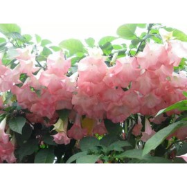 generic Pink Brugmansia, Angel Trumpet, Rooted Live plant 6-14 inches tall