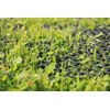 EraGreen Lawn Protection Gate 2 m Width (Sold by the