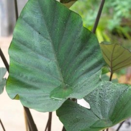 CZ Grain Tea Cup Elephant Ear Bulb for Planting - Grow Stunning Colocasia Esculenta