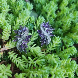 Crystalline Azuria Women 18ct White Gold Plated Purple Violet Zirkonia Crystal Cluster Wedding Stud Earrings
