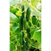 RAISE ME UP: Seeds Self-Pollinated Cucumber Market 38 Days for