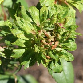 Heirloom Roses Rose Plant - The Green Rose Rose Bush, China Live Plant for Planting Outdoors