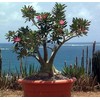 'Desert Rose' Plant - Natural Bonsai - Adenium obesum -