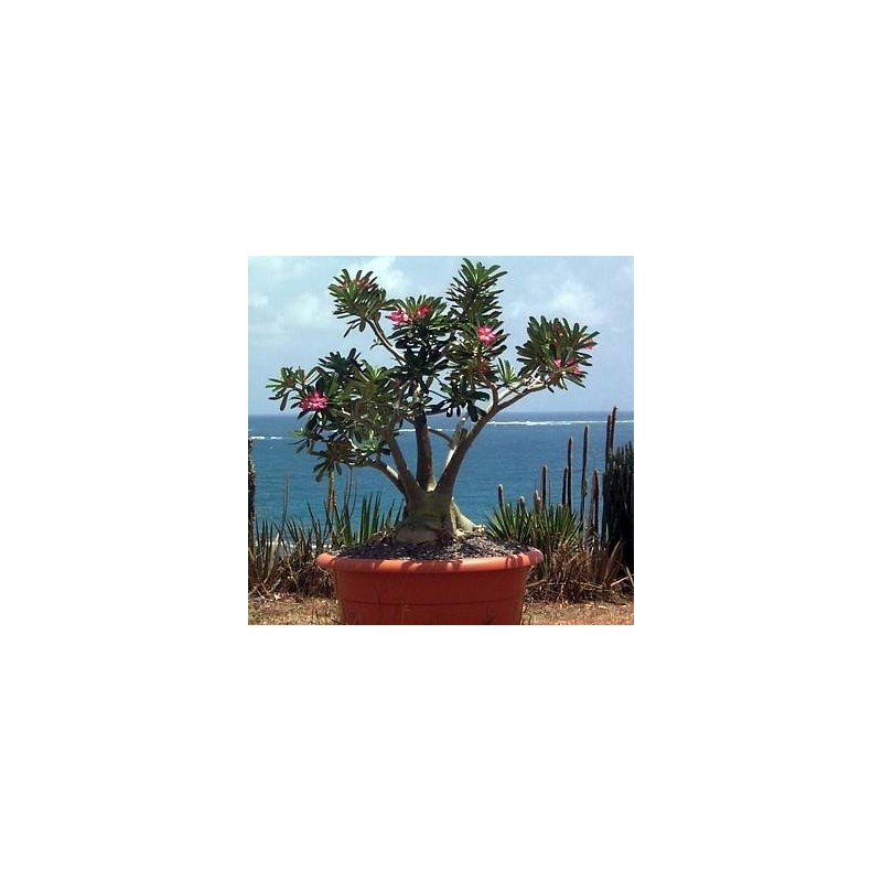 'Desert Rose' Plant - Natural Bonsai - Adenium obesum -