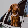 WHIPPY Floral Dog Collar with Quickly Release Metal Buckle Adjustable