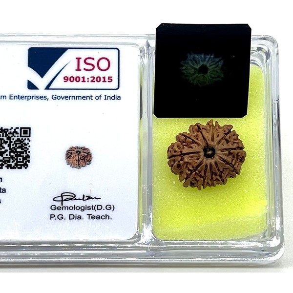 Harness Divine Energy: Certified 11 Mukhi Rudraksha Bead with X-Ray