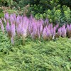 Outsidepride Astilbe Chinensis Goat's Beard Plant Seed - 2000 Seeds