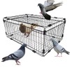 Bird Trap Cage Pigeon Quail Chicken Outdoor Trapping Live Small