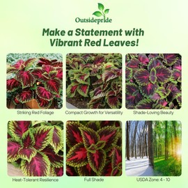 Outsidepride Outsidepride Kong Red Coleus Seeds for Planting - 10 Pcs Annual, Compact, & Easy to Grow, Flower Seeds with Serrated Foliage, Ideal for Shaded Areas, Containers, Borders, & Gardens