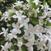 Rare Scented Jasmine Flower Easy to Grow 5g Seeds
