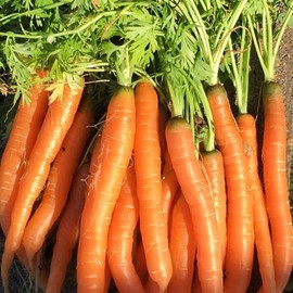 TomorrowSeeds - Tendersweet Carrot Seeds - 5000+ Count - for 2026 Planting Long Sweet Coreless USA Garden Vegetable Root Carrots Parsnips Non-GMO Heirloom Grow Your Own Home Farm Patio Healthy
