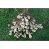 Twenty Sunchokes - Organic Dwarf Sunray EXTRA EARLY Variety Sunroot