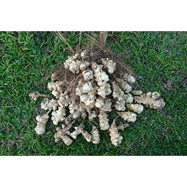 Twenty Sunchokes - Organic Dwarf Sunray EXTRA EARLY Variety Sunroot (Jerusalem Artichoke) Tubers by Yumheart Gardens (20)