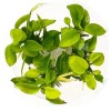 Aquarium Plants Factory Anubias Golden Tissue Culture Vitro APF Aquarium