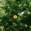 3 Palloncino Repellente per Uccelli Con 1 Pompa, per Volatili