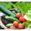 Open Seed Vault 30,000 Non GMO Heirloom Vegetable Seeds -