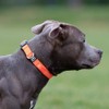 Active Casual Dog Collar in Cotton & Mesh Design, Lightweight