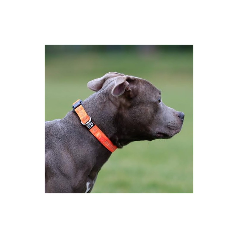 Active Casual Dog Collar in Cotton & Mesh Design, Lightweight