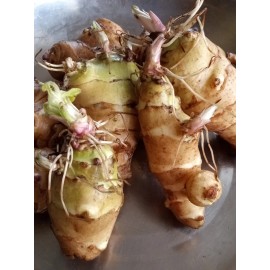 Jerusalem Artichokes Sunchoke Organic Rooted Fuseau 茯神 Sunchoke Jerusalem Artichoke Helianthus tuberosus 8 oz