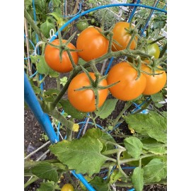 Own Farm Grown *NEW* 2024* ORGANIC SUN GOLD CHERRY TOMATO 15 SEEDS "SWEET" & FRESH OCT *2024*