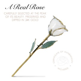 Forever Rose Bloom Box Bundle, 24K Gold Dipped White Pearl Rose, The June Birthstone, Real 24k Gold Dipped Rose, Hand Dipped, 11" to 12" in a Beautiful Phantom Vase and Blooming Box