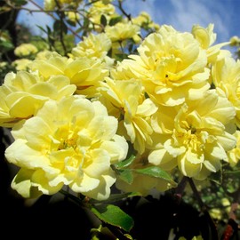 Heirloom Roses Nearly Thornless Rose Plant - Lady Banks Yellow Rose Bush, Climbing Roses Live Plant for Planting Outdoors