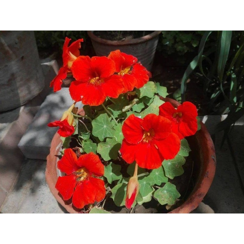 20pcs Mixed Nasturtium Flower Seeds Beautiful Flower Bonsai Decor