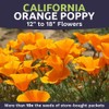 California Orange Poppy Wildflower Seeds - Bulk 1 Ounce Packet