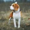 Martingale Dog Collar with Soft Padded - Reflective Choke Chain