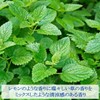 Incent Melissa (Lemon Balm) 2ml Essential Oil Aroma Oil Essential