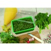 Floraworld 011517 Indoor Greenhouse Small Classic Green 20 x 15
