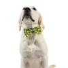Huxley & Kent Bow Tie for Pets - Happy Avocados