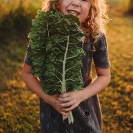 Fordhook Giant Swiss Chard - 100 Seeds - Tender Savoyed Green Leaves, Great for Salads & Sauteing, Non-GMO Swiss Chard Seeds for Planting in The Home Garden, Thresh Seed Company