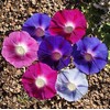 KIRA SEEDS - Seeds Mexican Marigolds Flowering Mix - Annual