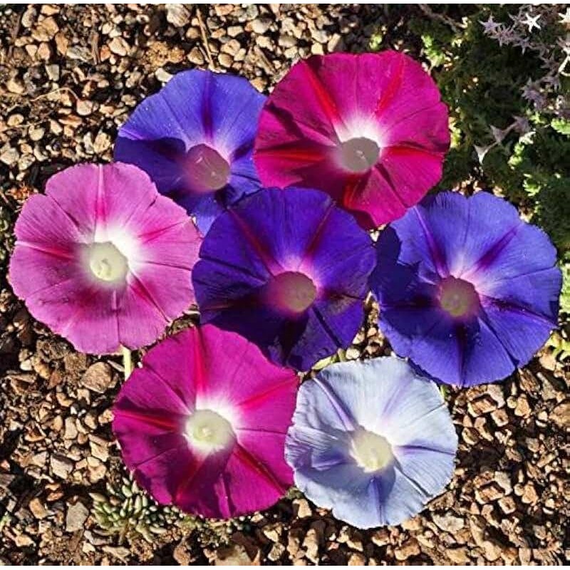 KIRA SEEDS - Seeds Mexican Marigolds Flowering Mix - Annual