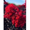 Black Diamond Radiant Red Crape Myrtle, 1-2 ft Tree Height,