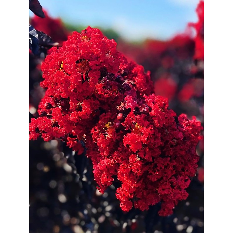 Black Diamond Radiant Red Crape Myrtle, 1-2 ft Tree Height,