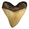 Megalodon Shark Tooth Museum Quality Fossil Replica with Serrations, Ivory,