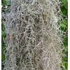 Fresh Spanish Moss for Crafts, displays, Costumes, and Floral Arrangements