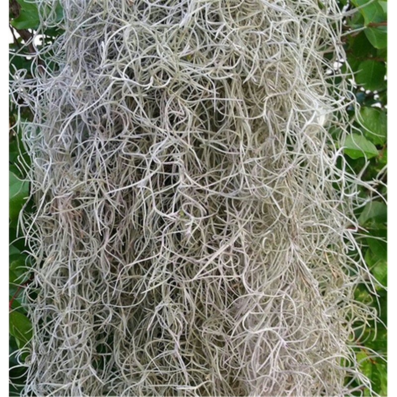 Fresh Spanish Moss for Crafts, displays, Costumes, and Floral Arrangements