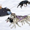 Folpus Dog Mushing Harness, Dog Pull Harness, Bikejoring, Professional Speed