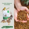 COOHGRUBS Dried Mealworms for Chickens, 100% Natural Premium Protein Chicken