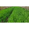 Danbi Farm domestically grown organic Bareun Haru sprout barley powder
